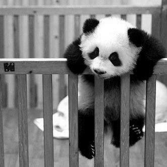 I live in a zoo, and they never feed me. Help a Panda out