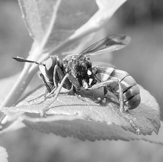 Entomological consultancy specialising in invertebrate survey, assessment and conservation advice. Also training events and teaching.