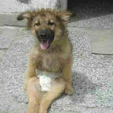 Treacle165's profile picture. #Animals are the best and #vegetarian  #PROUD!! #dogs #animaladvocate #stopanimalabuse and guilty #scifigeek Ⓥ