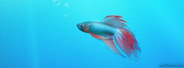 ReplyClone_Fish's profile picture. I am a fish. blub .•° ( @MsRikerLynch @ReplyGuyClone )