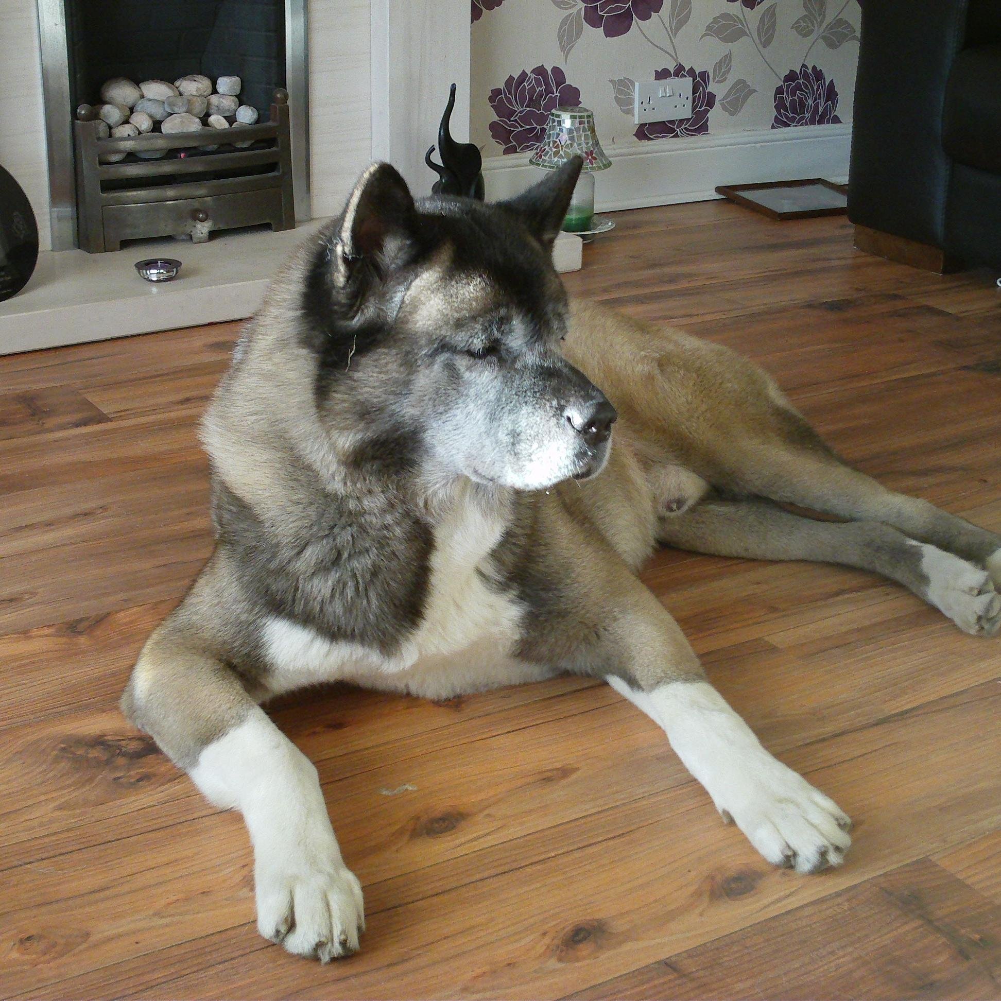 JoeONeill18's profile picture. I breed Akitas  but I also own a Jack Russel or should I say it owns me LOL