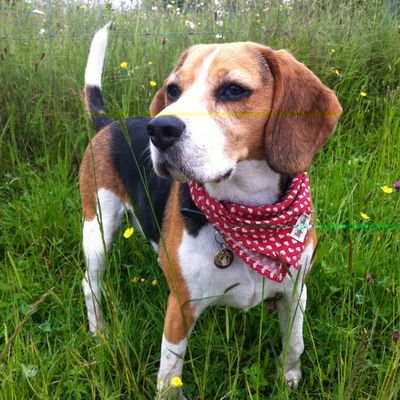 chorltonbeagle's profile picture. Beech Road Park is mine you hipsters! Available for strokes, cuddles & treats in most Chorlton hangouts. NO, I am NOT a boy - it's a diamante collar fool!