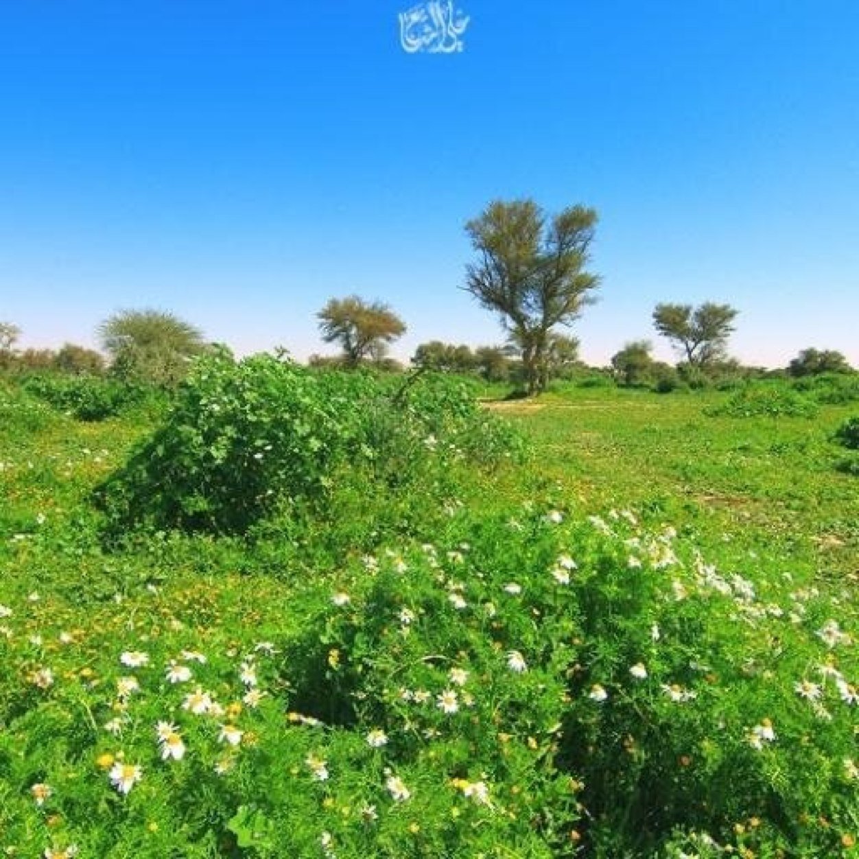 سبحان الله وبحمده  سبحان الله العظيم.