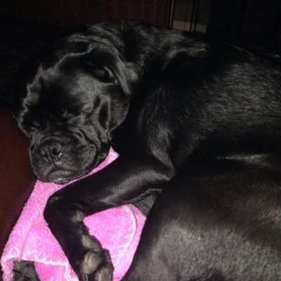My name is Chloe Ruth.  I am a pug who loves to sleep, play & eat.  I'm often called Chlo-Chlo. I know that I'm loved.