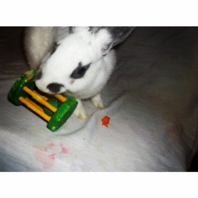 I have a dutch oakley  and a holland lop hazel  My youtube is jumpingrabbits im a new youtuber