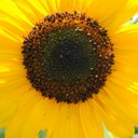 Sherry Raber - @Katiedid12345 - Twitter