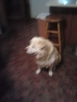 cheetahgirl778's profile picture. 