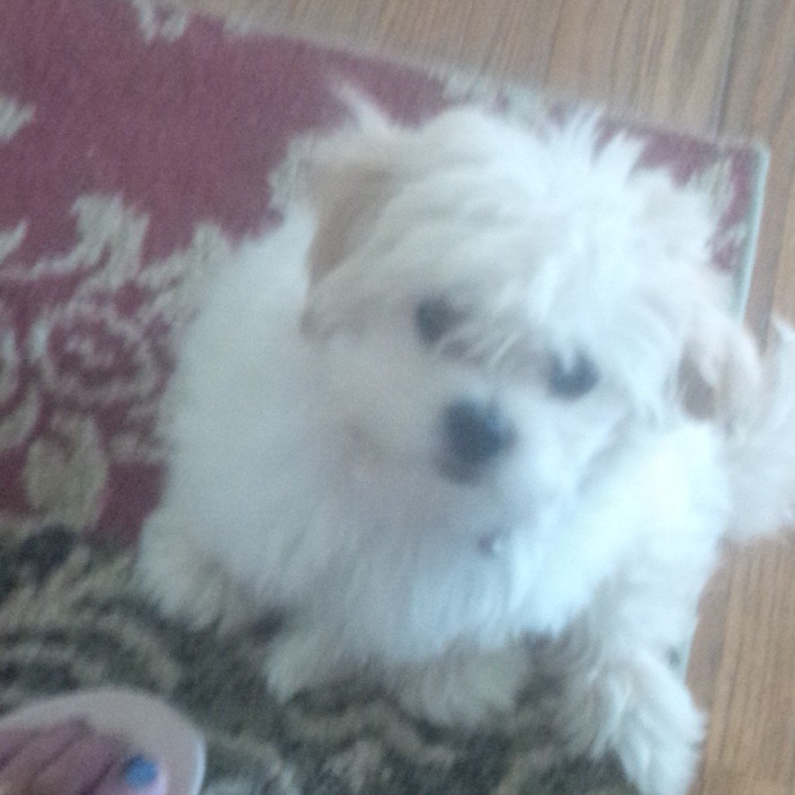 mamad24930's profile picture. 