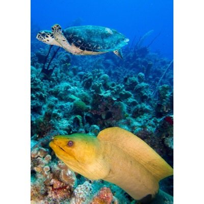 Hi there fellow scuba divers؟ Ocean= life