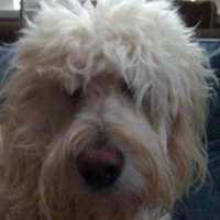 RaineKC 🇨🇦 (@msbhavin72) 's Twitter Profile