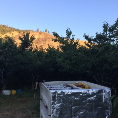 A family farm growing cherries and apples for you to enjoy!