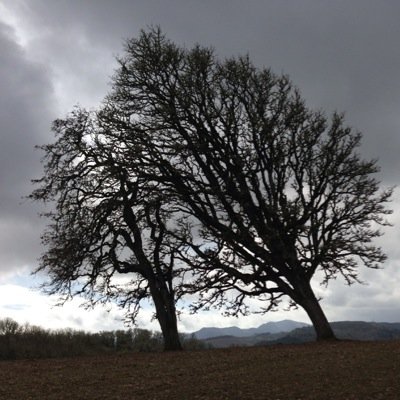 OaktreeDan's profile picture. 