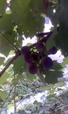 452940866's profile picture. 