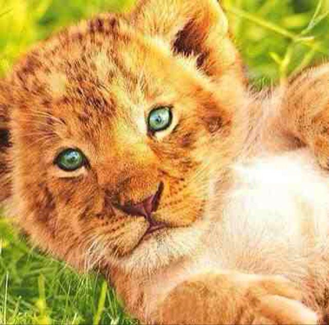 Baby Lion Cubs At Lioncubporn Twitter