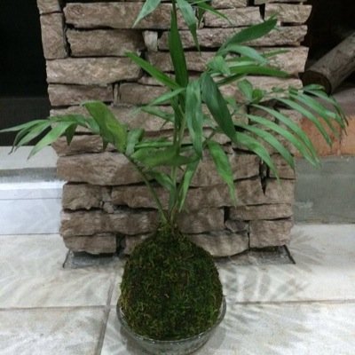 KOKEFEFAMA LA NATURALEZA A TUS MANOS........ VERDE EN TU VIDA Y ALMA.