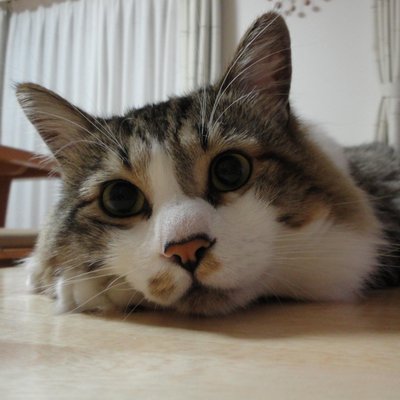 まなこ