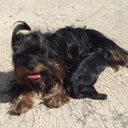 Marlyn Sanchez - @macasata - Twitter