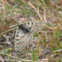 Steve Matter - @KCountryButter - Twitter