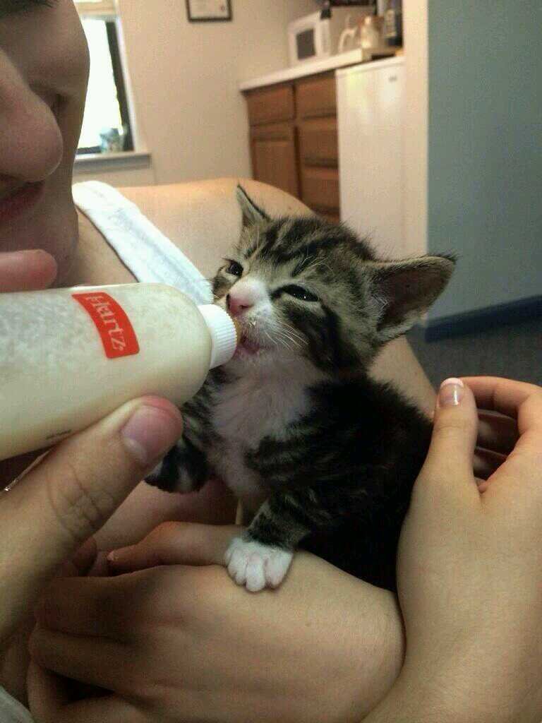 A kitten that was found and in a petstore , needs a name,and owner , #Male #Mateless