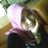 Marfah_Niezz's profile image