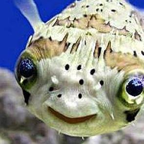 The diary of a fish.