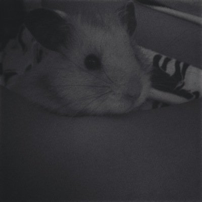 SmallPetInfo's profile picture. 