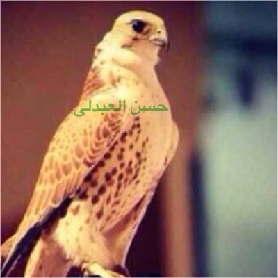 وآللي يحسبني آغليتہ لحآجہ
　 – ينسى الغلا ويعتبرني مآعرفتہ .،♪♡♡̷̷̷̷̷̷̷