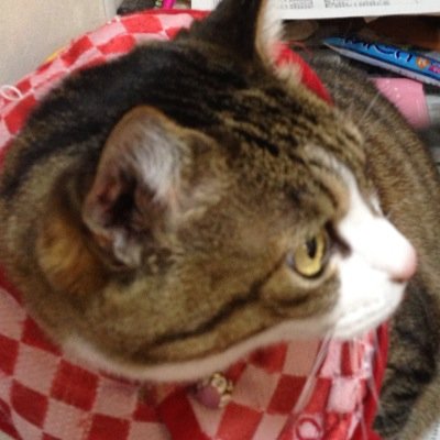 使ってないですさんのプロフィール画像