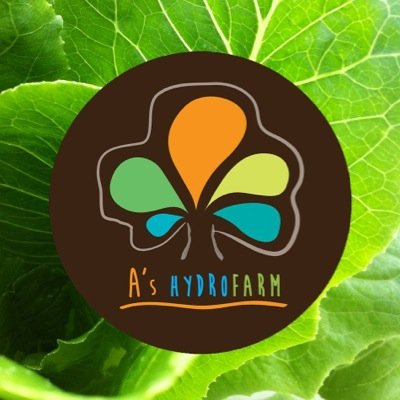 We grow fantastic, healthy lettuce, hydroponically. Sharing info re: hydroponic / earth friendly growing, healthy living and Hua Hin, Thailand area information.