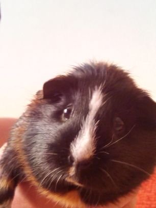 Negritacobayita's profile picture. Soy pequeñita, negrita, miedosa y muy feliz. Me gusta corretear y comer endivias! mi papi es @felipe_madrid y mi mami @mystik_tam