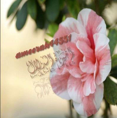 ‏‏((‏‏وماذا أريد سوى كتفٍ أنثر عليه كل أوجاعي)) جنوبيه