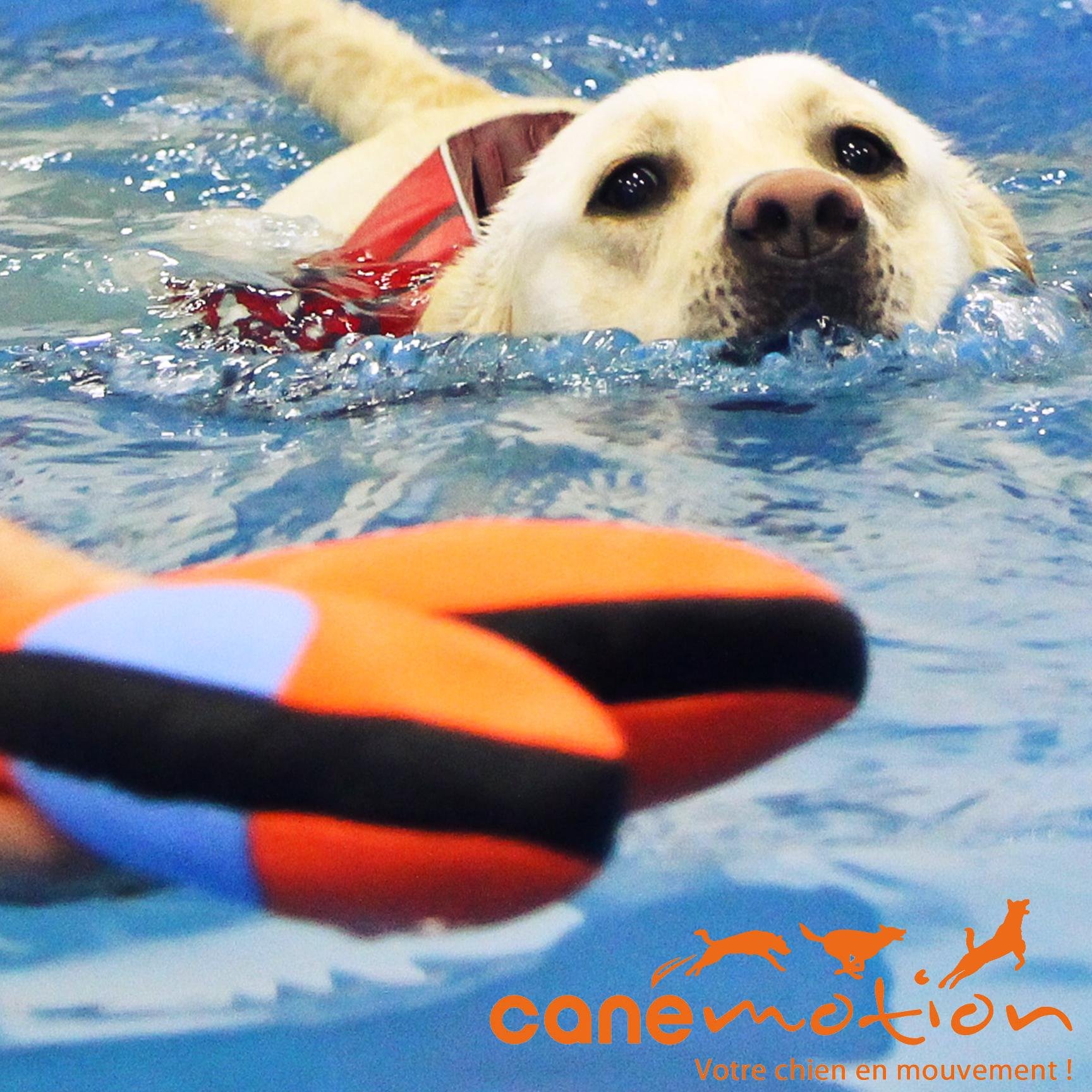 canemotion38's profile picture. Canémotion - Services Canins & Félins. Centre de Bien Etre & Remise en Forme - Services d'Education Canine & Ateliers - Surface de vente spécialisée