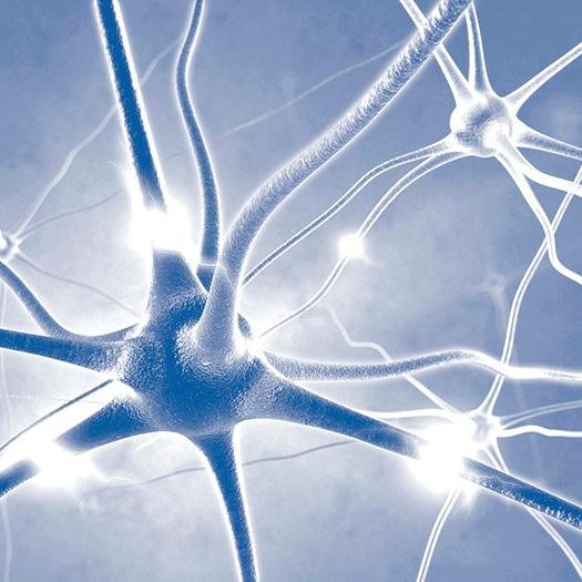 Systems Neuroscience Profile
