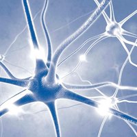 Systems Neuroscience (@csnleics) 's Twitter Profile Photo