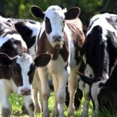 CreedyAssociate's profile picture. 