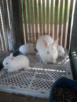 kami adalah peternak kelinci di wilayah ciputat, kami juga menjual aneka kelinci hias dan lokal dengan harga bersahabat