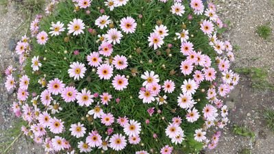 hamido0102's profile picture. Sadece Haktan  haklıdan tarafım