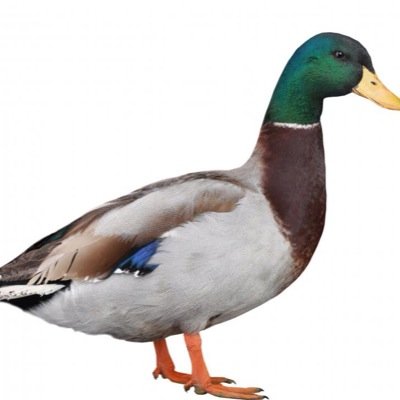 I_am_a_fan23's profile picture. 