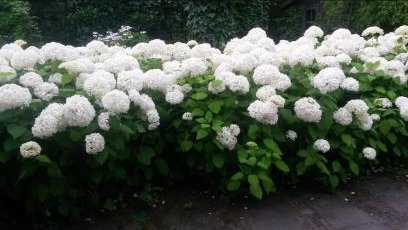 BiemansMarcel's profile picture. 