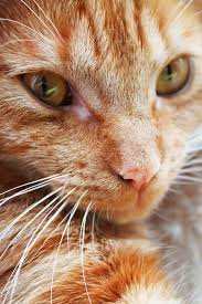 xxSquirrelxxx's profile picture. Hyper She-cat.
Loner.
6 Moons.
Not fast scared.
Single.