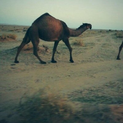 الاد عساف