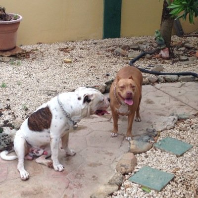 #bulldog francés