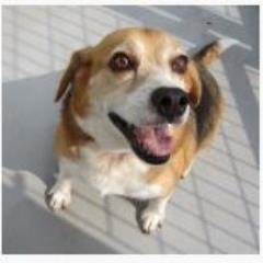 犬や猫の里親募集情報などをつぶやいていきます。
保護犬や猫が気になったらＲＴてあげ下さいね。
自動で１万フォロワーと毎月１万円の副収入が手にるツイッターツールの無料プレゼントはこちら↓
http://t.co/xUlVNBfTI5