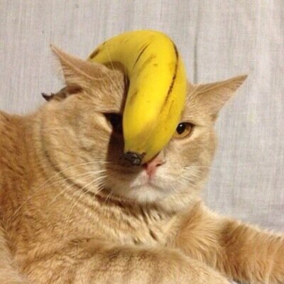 TypicalLeaf's profile picture. yup