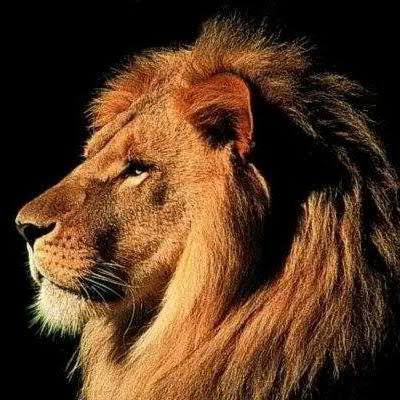 ellegi70's profile picture. Accumulava pazienza come fosse polvere da sparo. Nessuno se ne accorse fino al giorno dell'esplosione. (Paola Felice).
BIKER - TANGUERO