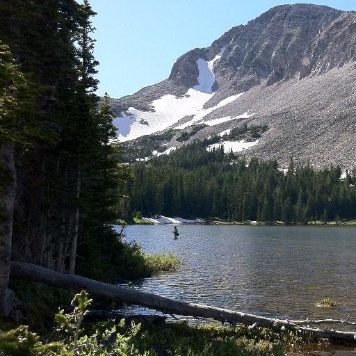 blk911's profile picture. Freedom Fighter