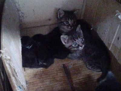 bookmaroon's profile picture. (*´∀｀)☆ミ☆ミ☆ミ