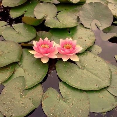 snewell1458's profile picture. 