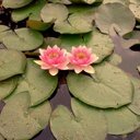 Sally Newell - @snewell1458 - Twitter