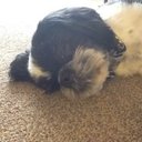 RINGO  - @LauraSurtees - Twitter